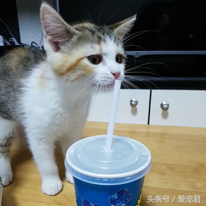猫咪一直打喷嚏什么原因,猫咪打喷嚏什么原因