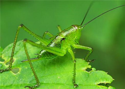 蝈蝈怎么饲养?蝈蝈喜欢吃什么?蝈蝈喂养知识大全