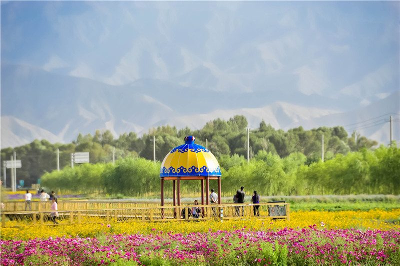 肃北七彩花海,肃北百亩花海在哪里