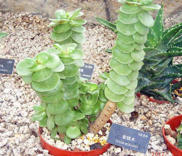 不知道什么植物养不活,不知道自己养的多肉是什么品种