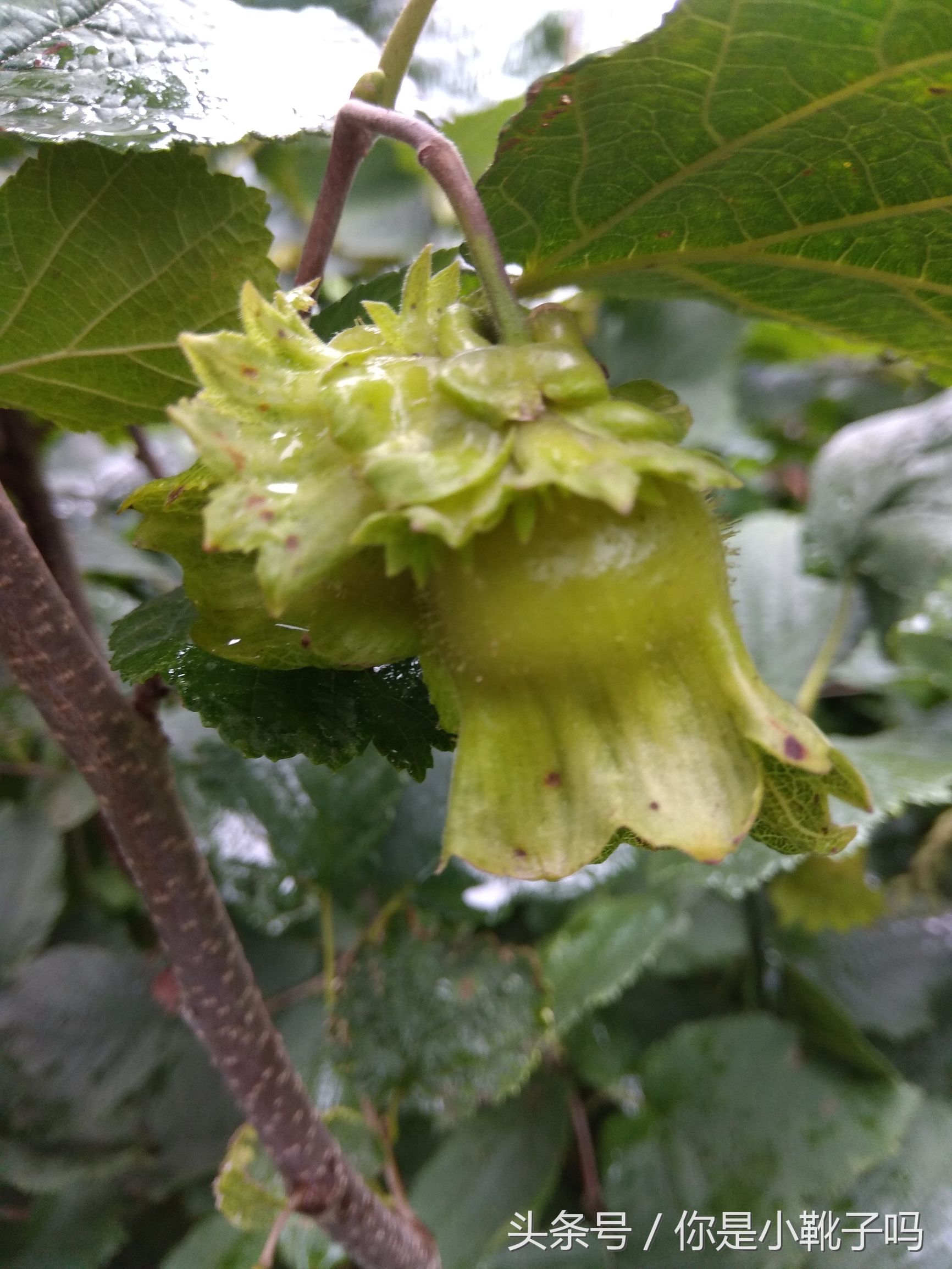 一年一次的榛子采摘又开始啦,榛子这样的坚果采摘非常麻烦