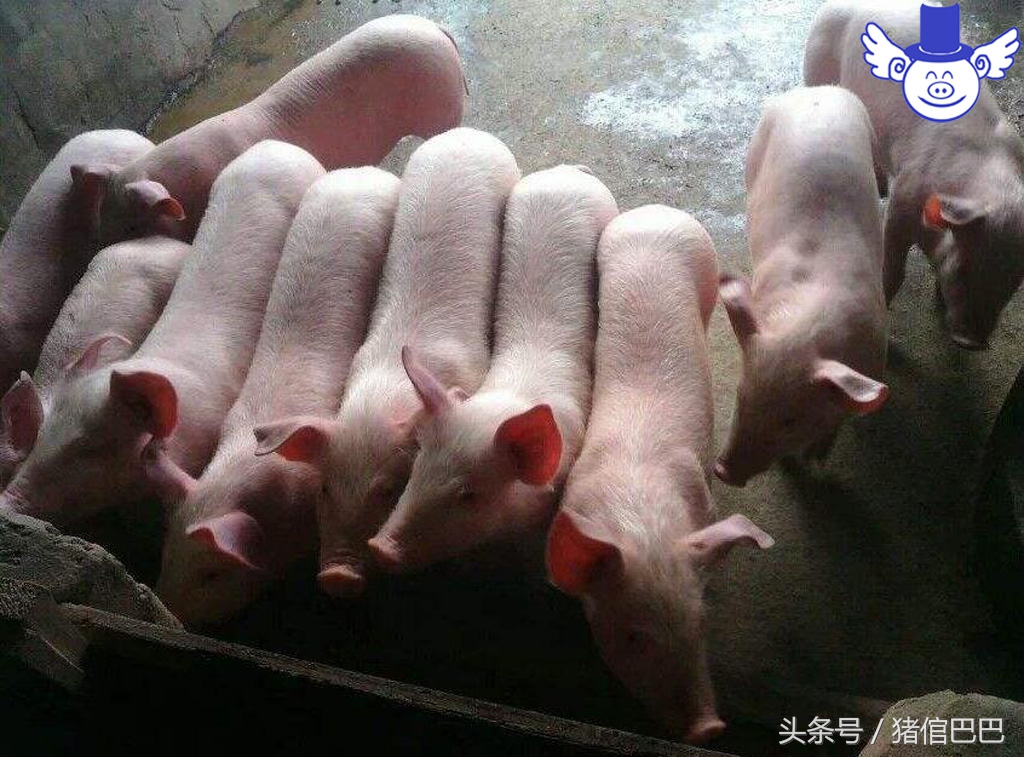 没断奶的仔猪浑身颤抖站不起来,仔猪站立不起来后腿抖动为什么病