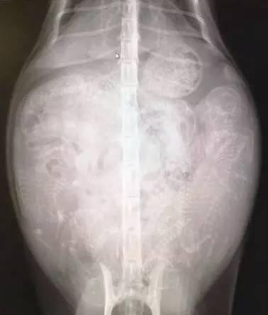 猫咪怀孕期间,这些事情你必须要知道!