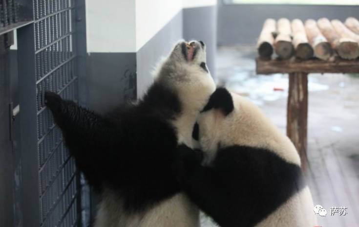 四川地震熊猫爬树躲避,汶川地震时受惊的熊猫