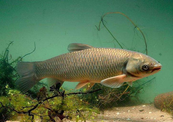 青鱼草鱼的区分,和鳙鱼相似的鱼有哪些