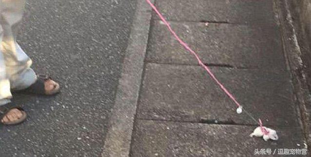 溜仓鼠有什么危害嘛,仓鼠禁忌不能触碰什么原因