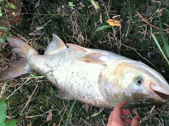 青鱼和鲢鱼的区别图片,河鱼鲢鱼大头鱼有什么区别