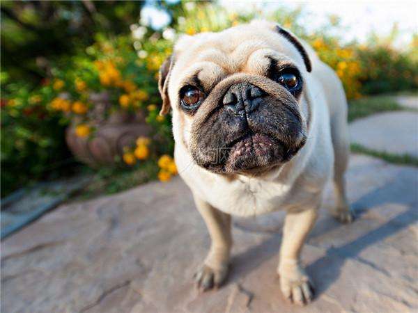 如何了解各种不同的狗狗品种,小型狗当中什么狗型最好