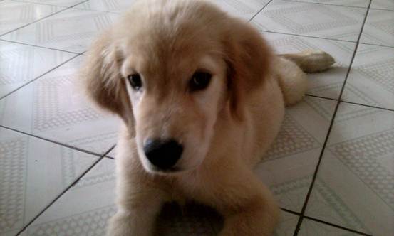 狗狗胆小怎么训练最快最简单,怎么纠正狗狗过于胆小怕车