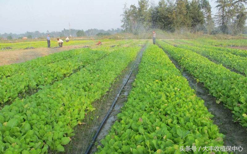 常见蔬菜病虫害识别及防治,植物出现真菌病害怎么用药