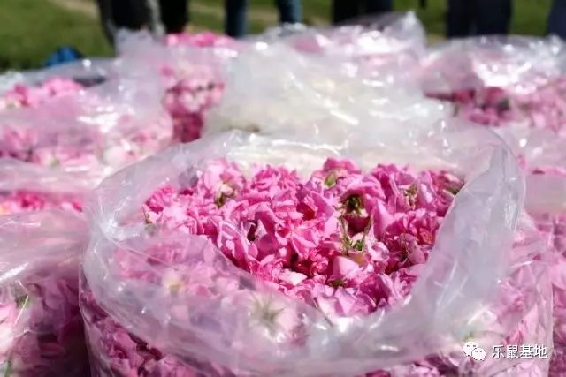 送花别弄混了月季和玫瑰 (玫瑰跟月季我和她你分得清吗)