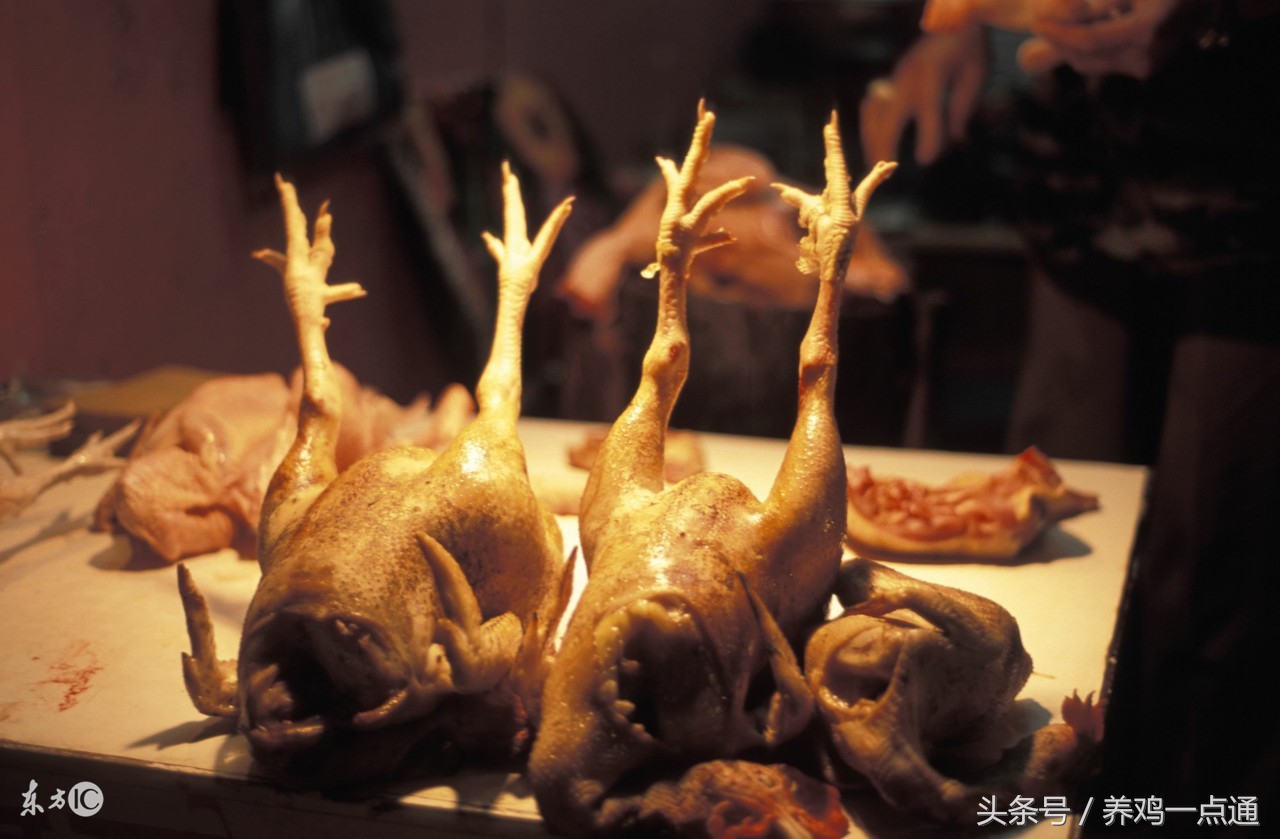 做兽医怎么样,做兽医要什么条件