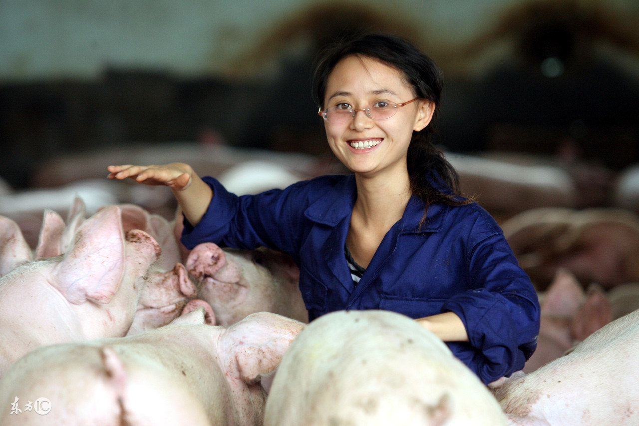 这头“赖子”猪，半年长了15公斤，兽医有妙招