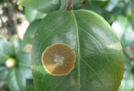 香妃茶花常见病,耐冬茶花常见病虫