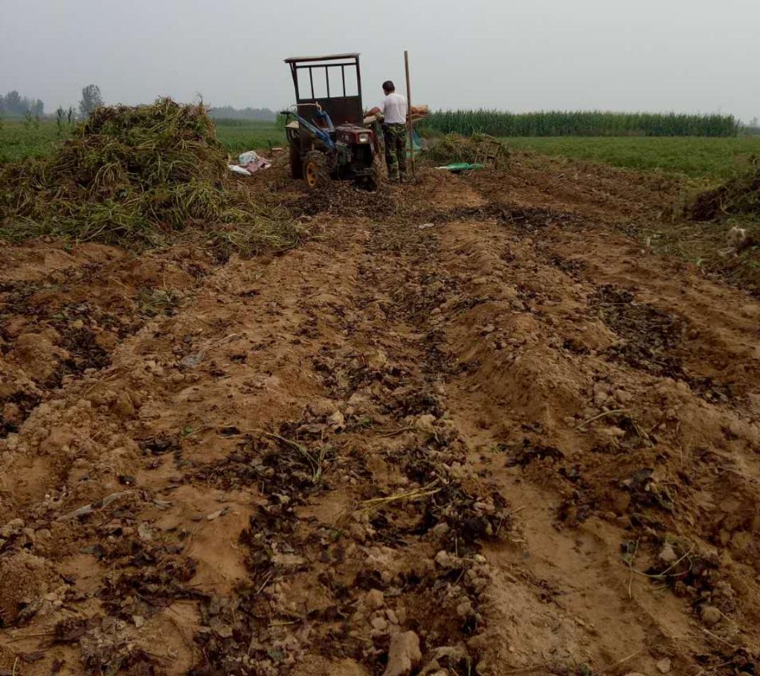 花生最新收购价格表,花生丰收后卖不出去