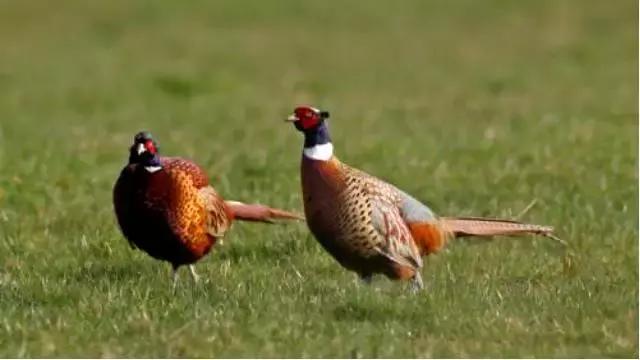 金石滩湿地公园,金石滩黄金海岸美丽景观