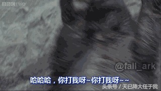 动物界扛把子蜜獾是怎么火起来的,蜜獾平头哥为什么其他动物都怕