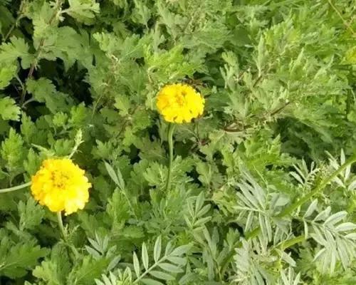 石家庄周末去哪玩推荐,石家庄初春周末游的绝佳去处