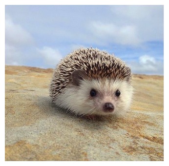 母刺猬生小刺猬,刺猬在家里生了一窝小刺猬全死了