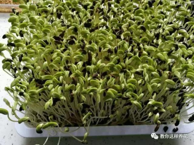 自己在家种菜做美食,家庭如何种菜做菜