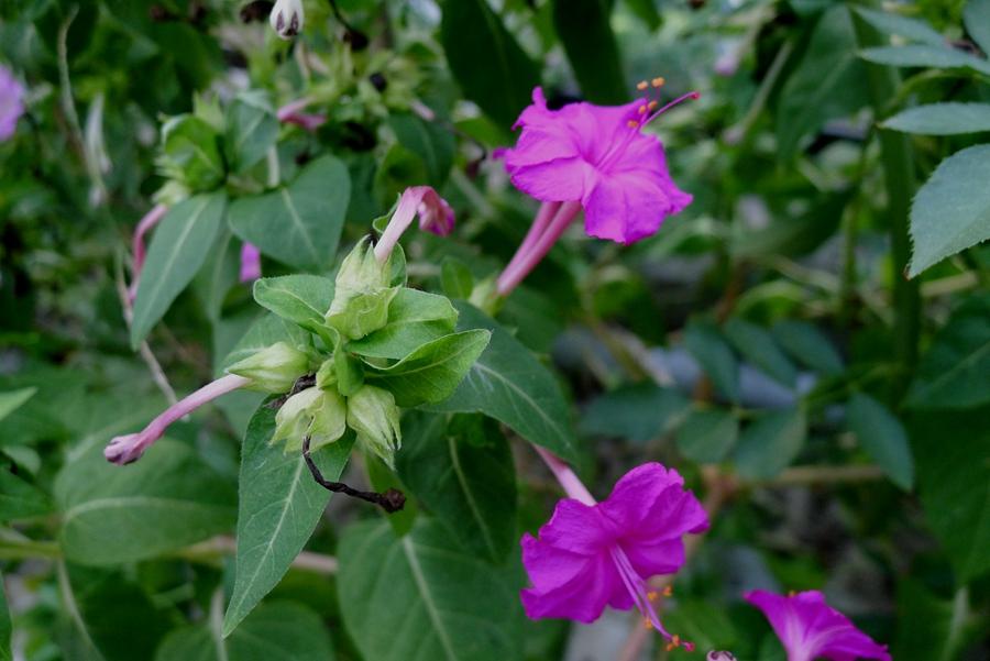 紫花茉莉治急性关节炎损伤接骨