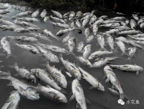 水体清澈情况下鱼会缺氧吗,淡水鱼缺氧是什么现象及施救办法