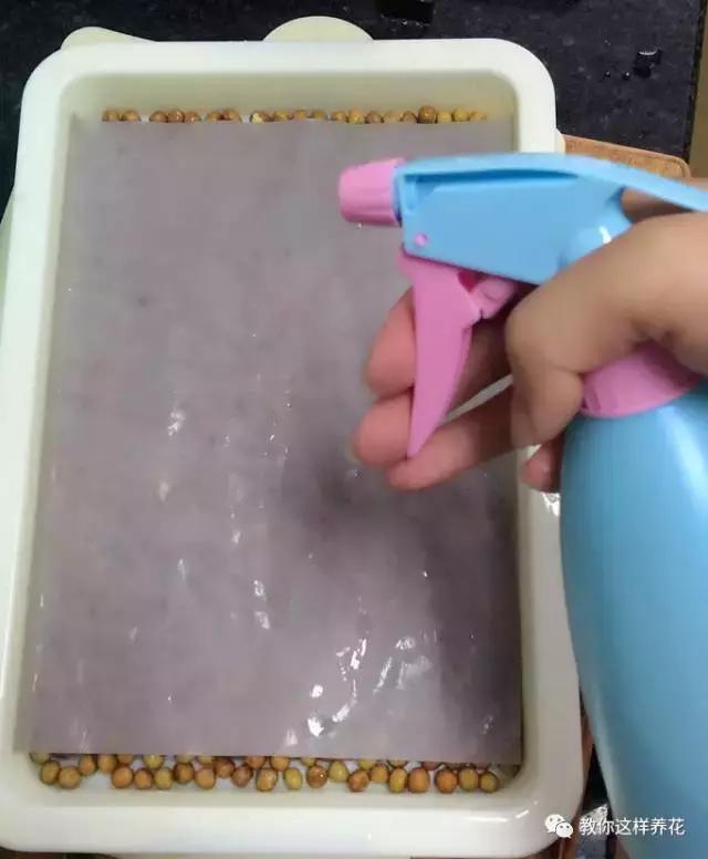 自己在家种菜做美食,家庭如何种菜做菜