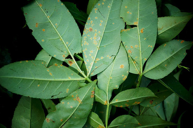 花椒树的病虫害防治,花椒栽培技术与病虫害防治图谱