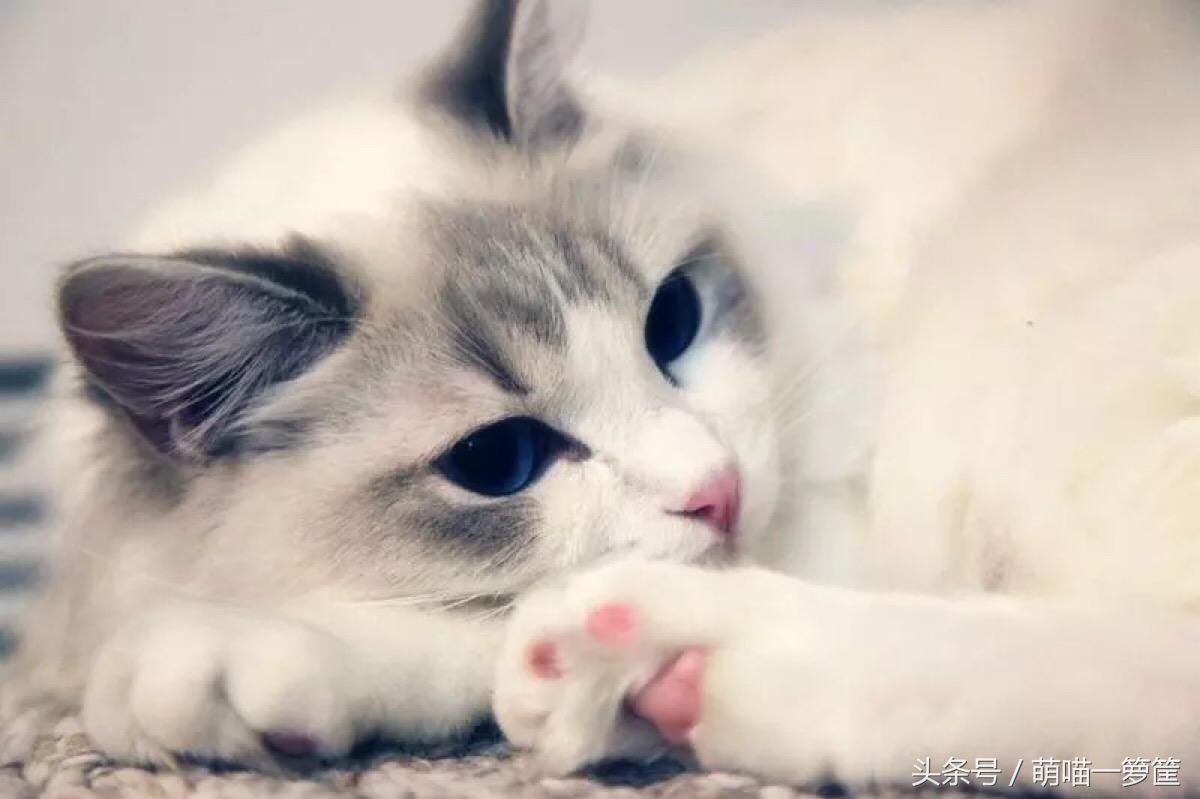 布偶猫为什么有的贵有的便宜,布偶猫公的好还是母的贵