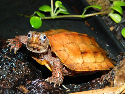 什么龟比较凶猛并且背甲好看,什么龟凶猛好看