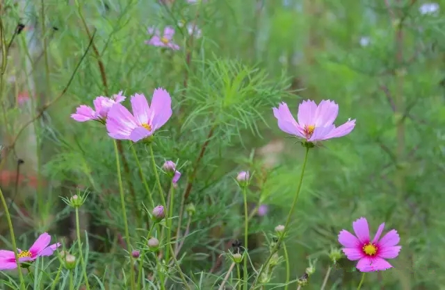 美丽的郑州北龙湖湿地公园,郑州北龙湖湿地公园初冬游记