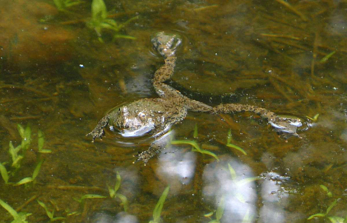 野河钓甲鱼口诀,屎打窝钓鱼效果