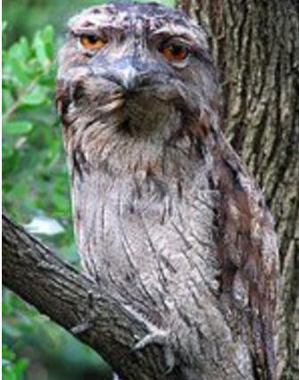 鸟类的视觉效果和人类一样吗,鸟类的视觉有多发达