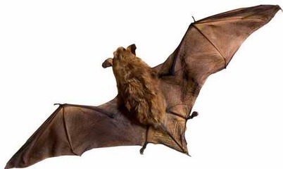 鸟类的视觉效果和人类一样吗,鸟类的视觉有多发达