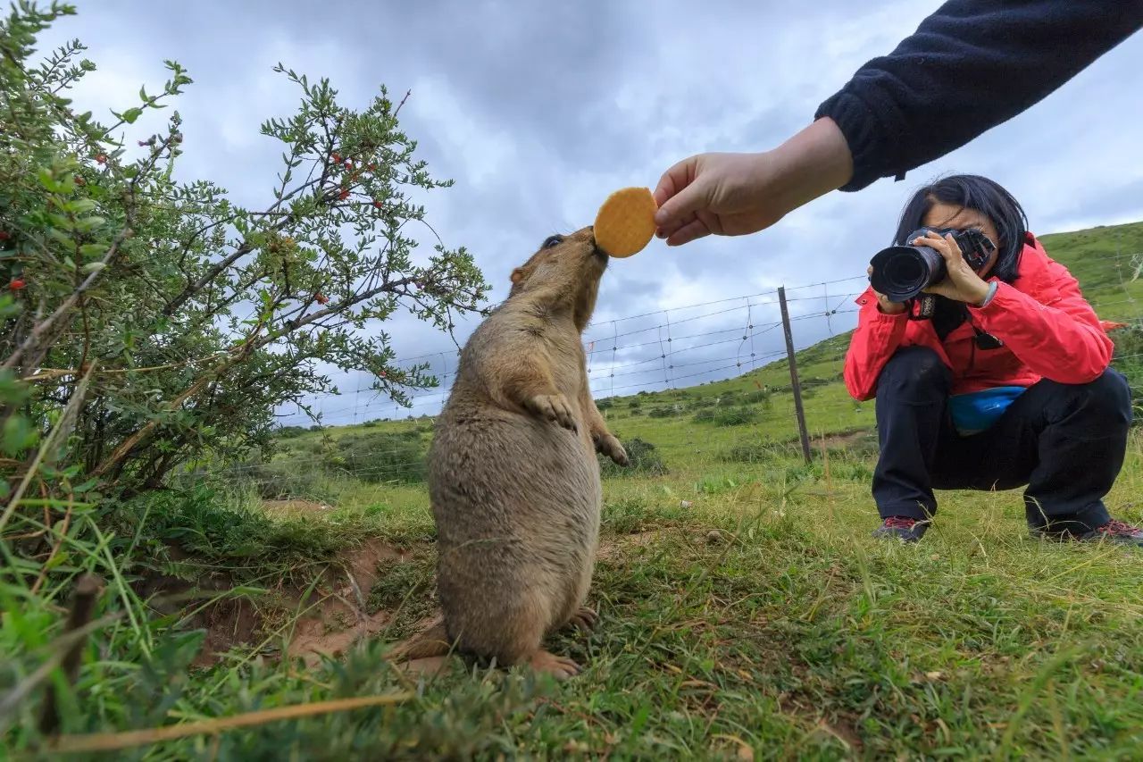 佳能6dmark2,佳能6dmarkii拍会议照片怎样对焦