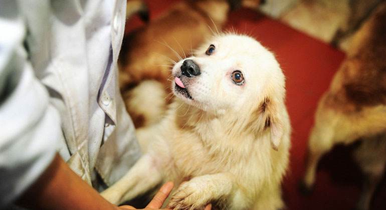 家里有宠物的赶快看看,猫狗吃花,等于自杀,提高警惕