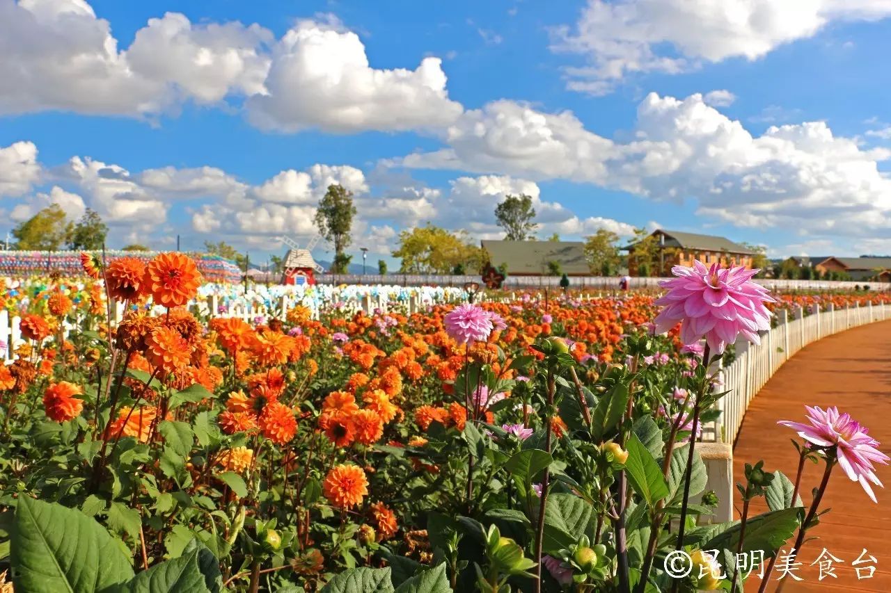 昆明捞鱼河公园万株野花如期绽放，国庆节踩烂2张共享单车也得去