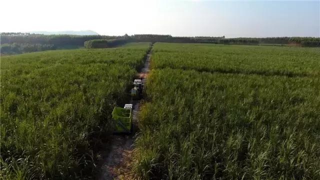 黄金搭档甜蜜相约—中联重科AS60甘蔗机+转运车开启蔗收新模式