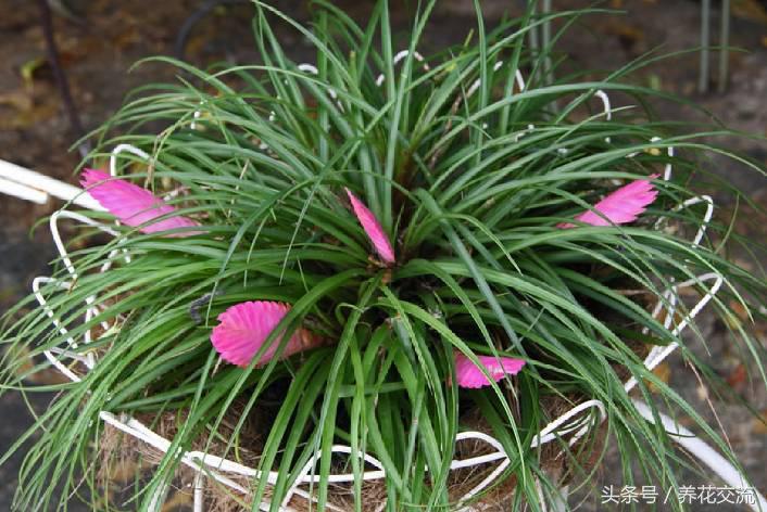 铁兰的养殖方法和注意事项讲解,铁兰花朵变绿救治办法是什么