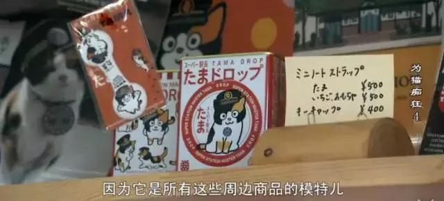 吸猫电影完整版免费,吸猫满足哪些需要