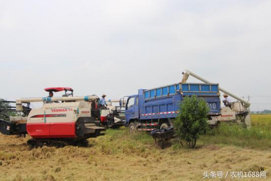 洋马收割机操作全过程,洋马收割机第一视角