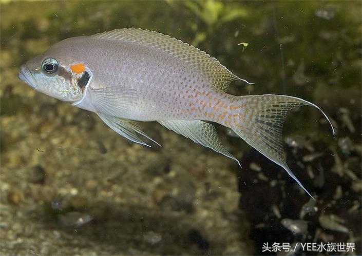 来自非洲三湖的小精灵，各有自己的小秉性