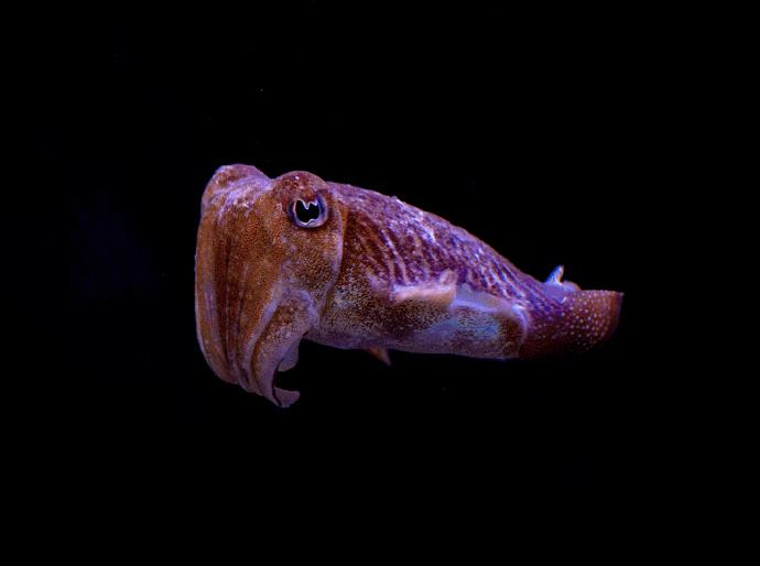 能生存100年的水熊虫,水熊虫生命力真的很顽强吗