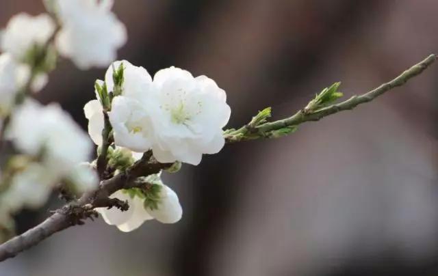 待到明年春来，许你千米桃花，番禺这里将打造2000平方米桃花林！
