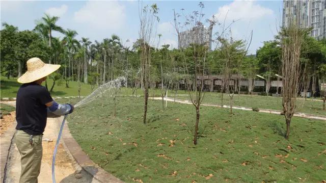 待到明年春来，许你千米桃花，番禺这里将打造2000平方米桃花林！