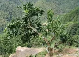 致命的小黑点!一旦染上这种病,柑橘彻底毁容,果农收入减半