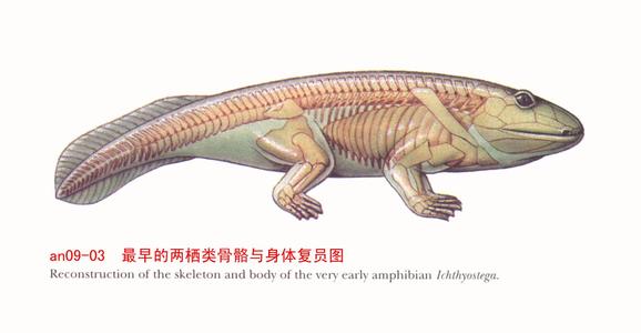不死之虫超越水熊,不死之身的生物水熊虫和蝾螈