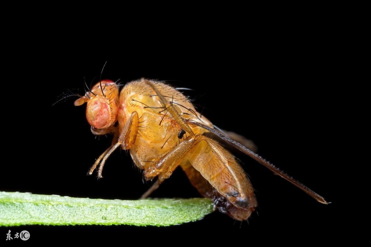樱桃里面有小白虫正常吗,为什么樱桃里面会有虫虫