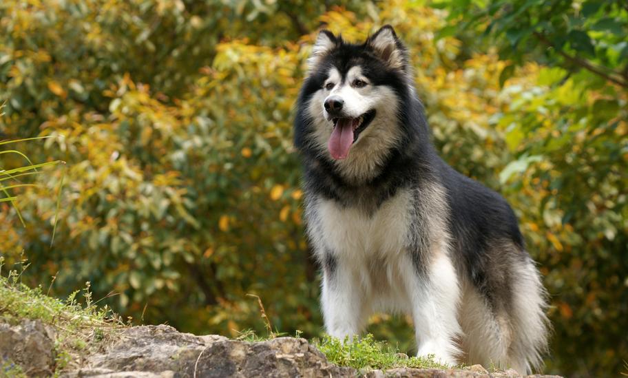 阿拉斯加犬叫什么名字比较好,世界名犬阿拉斯加