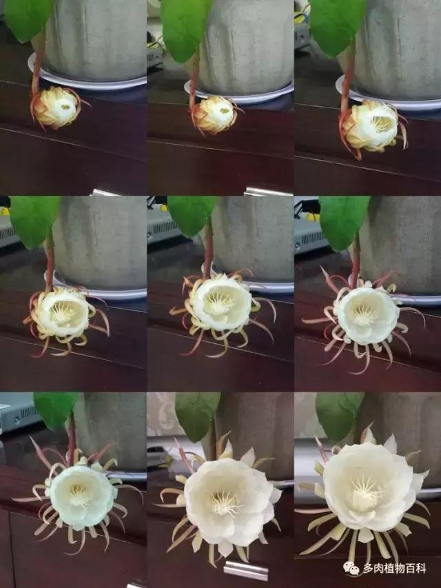 秋风送爽适用于九月吗,秋风送爽赏景天